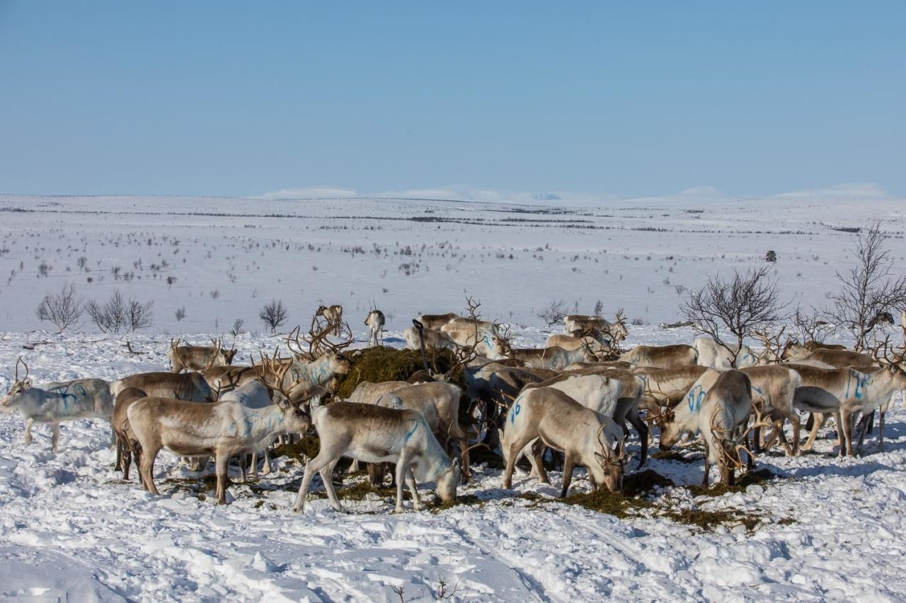 Шале Arctic Aurora Borealis cottages Нуоргам-23