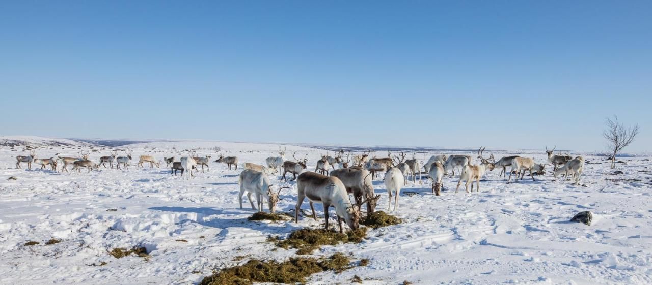 Шале Arctic Aurora Borealis cottages Нуоргам-24